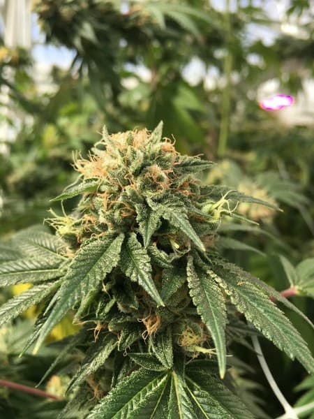 Candyland cannabis strain, community photo 5