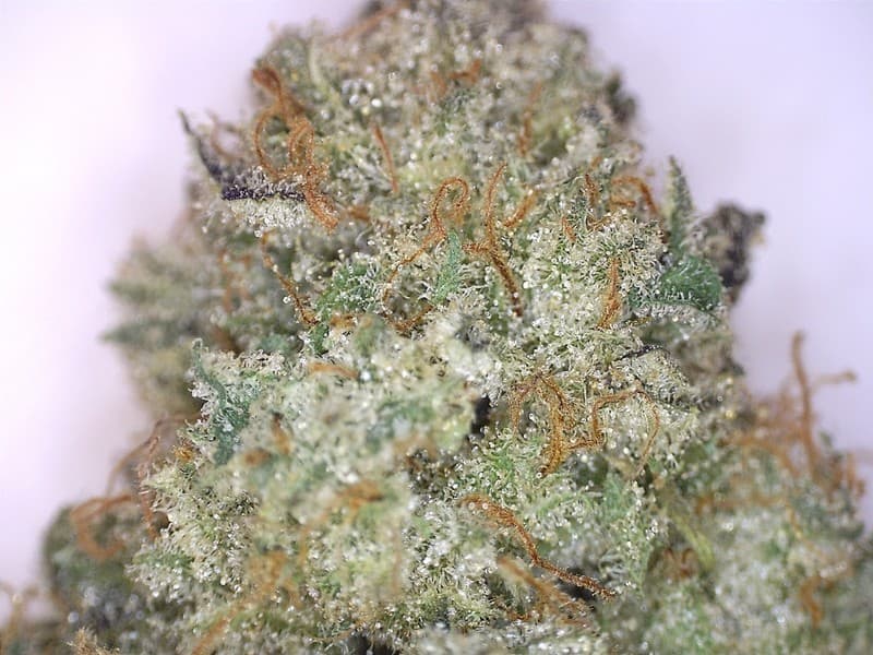 Cannatonic cannabis strain, community photo 2