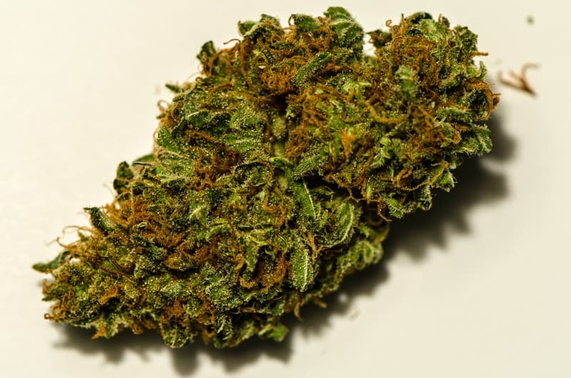 Cannatonic cannabis strain, community photo 3
