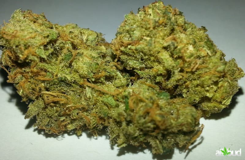 Cannatonic cannabis strain, community photo 5