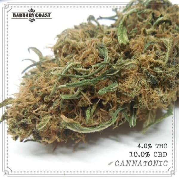 Cannatonic cannabis strain, community photo 6