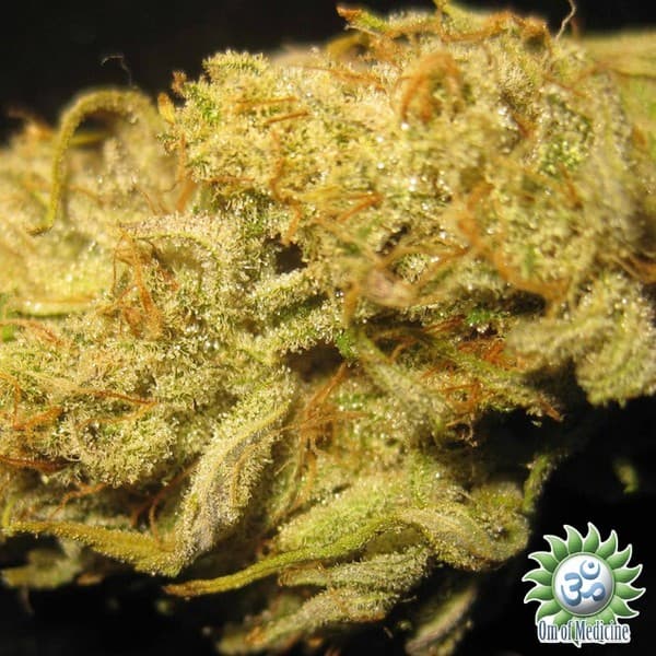Cannatonic cannabis strain, community photo 7