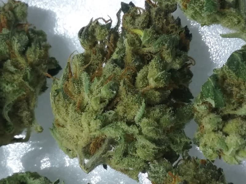 Casey Jones cannabis strain, community photo 3