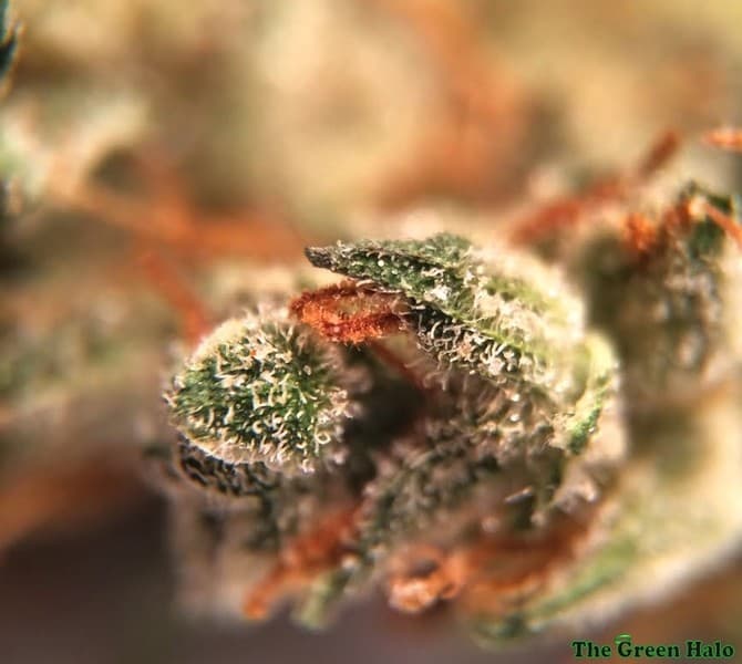 Casey Jones cannabis strain, community photo 7