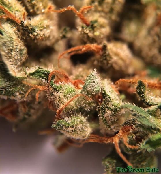 Casey Jones cannabis strain, community photo 9