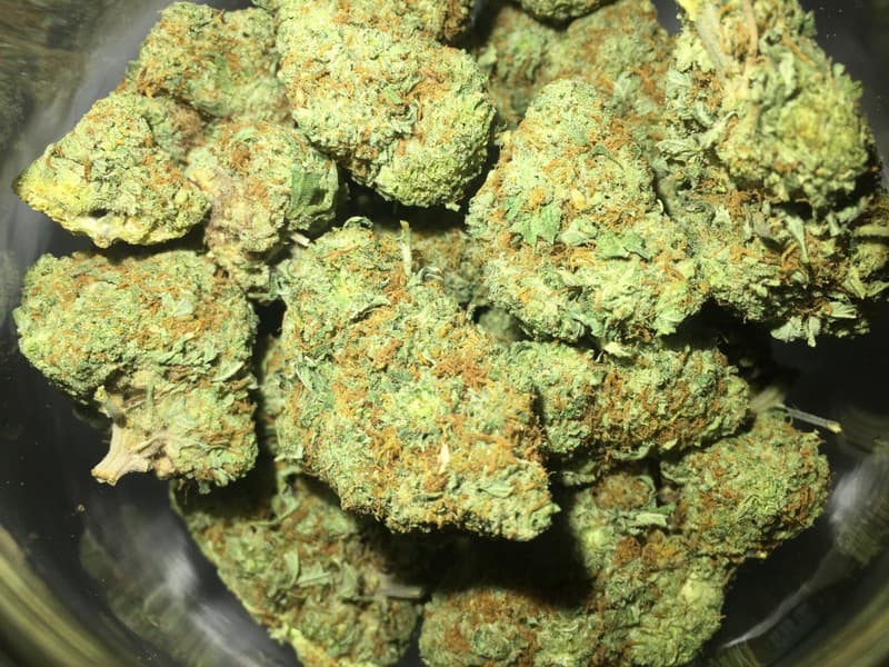 Cheese cannabis strain, community photo 3