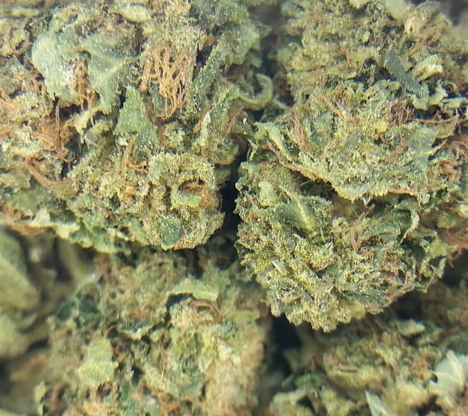 Cheese cannabis strain, community photo 5