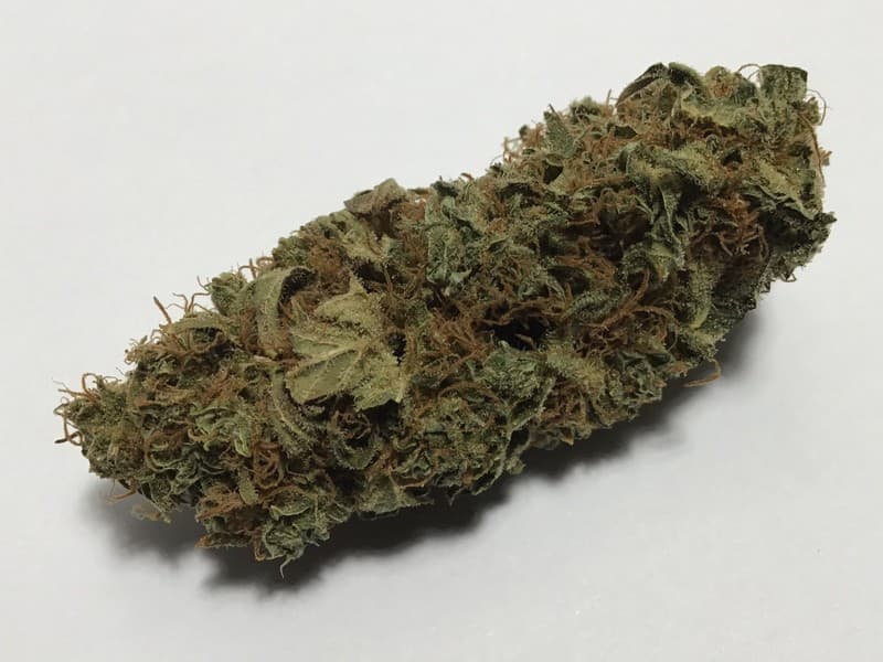 Cheese cannabis strain, community photo 6