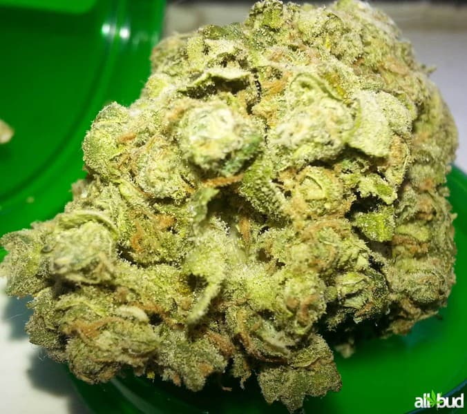 Cheese cannabis strain, community photo 7