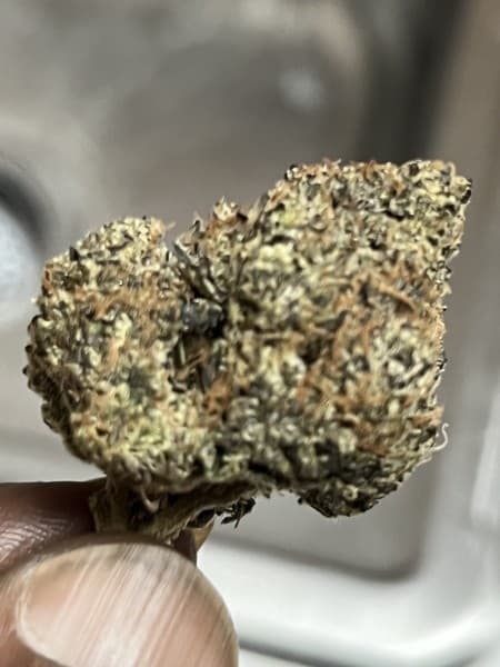 Cheesecake cannabis strain, community photo 3