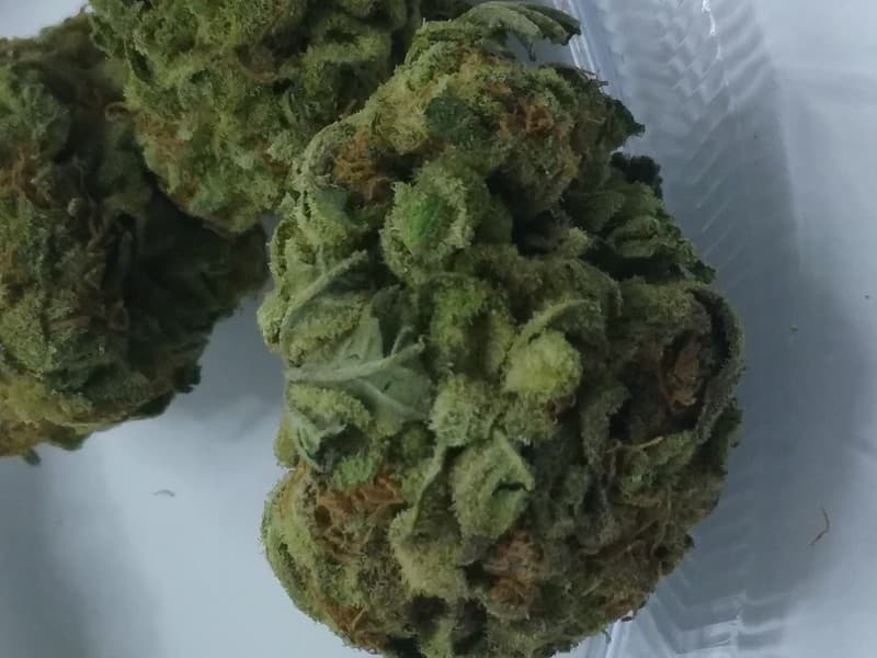 Cheesecake cannabis strain, community photo 4