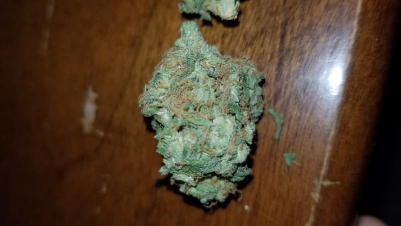 Cheesequake cannabis strain, community photo 1