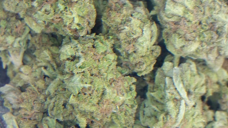 Cheesequake cannabis strain, community photo 3