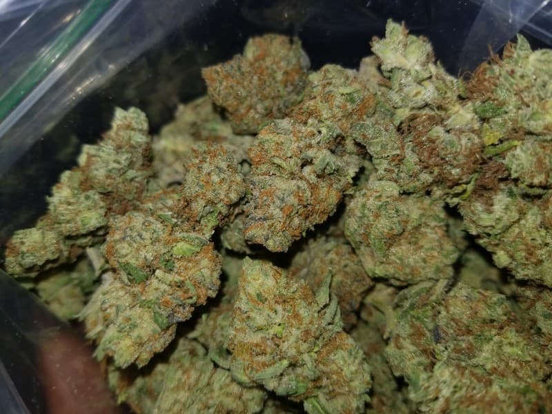 Chem 91 cannabis strain, community photo 3