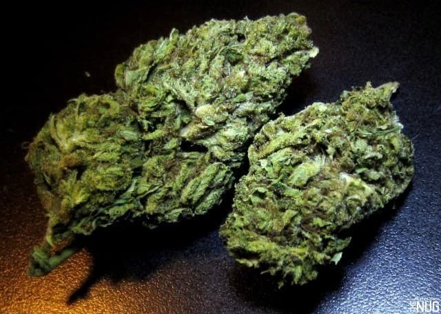 Chem Dawg cannabis strain, community photo 5