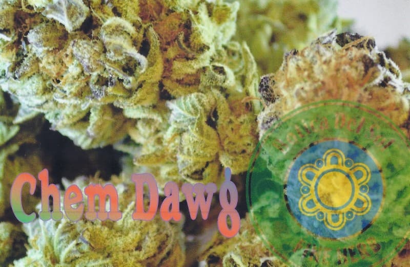 Chemdawg 4 cannabis strain, community photo 2