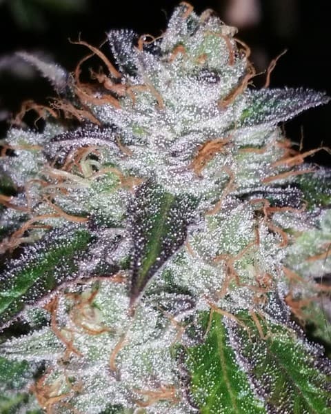 Chemdawg 4 cannabis strain, community photo 5