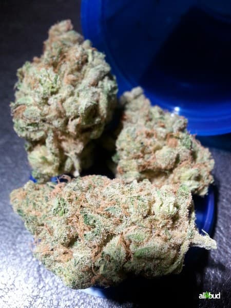 Chemdawg 4 cannabis strain, community photo 6