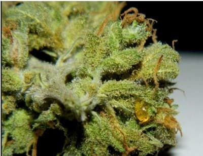 Chernobyl cannabis strain, community photo 1