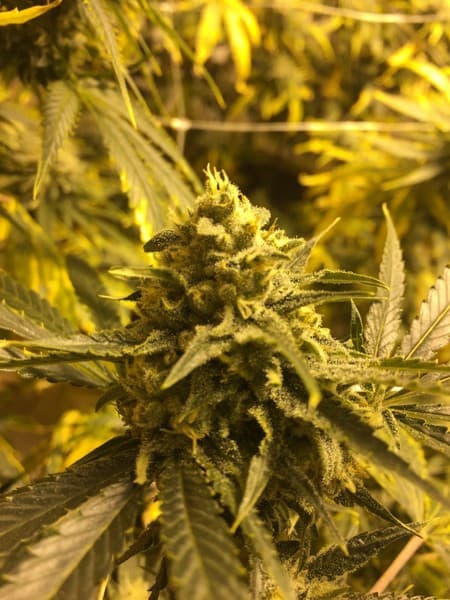Chernobyl cannabis strain, community photo 10