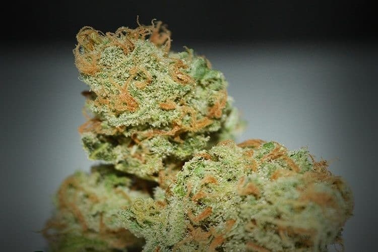 Chernobyl cannabis strain, community photo 2
