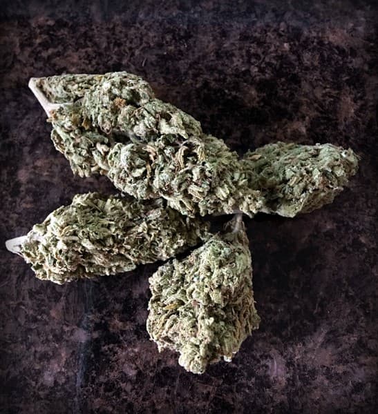 Chernobyl cannabis strain, community photo 3