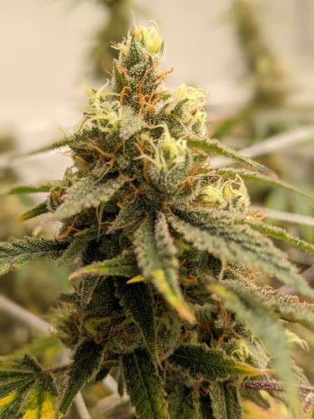 Chernobyl cannabis strain, community photo 4