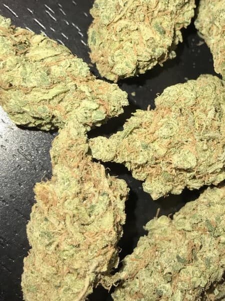 Chernobyl cannabis strain, community photo 5