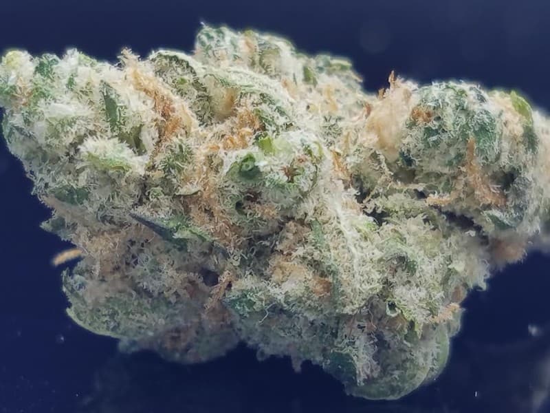 Chernobyl cannabis strain, community photo 6