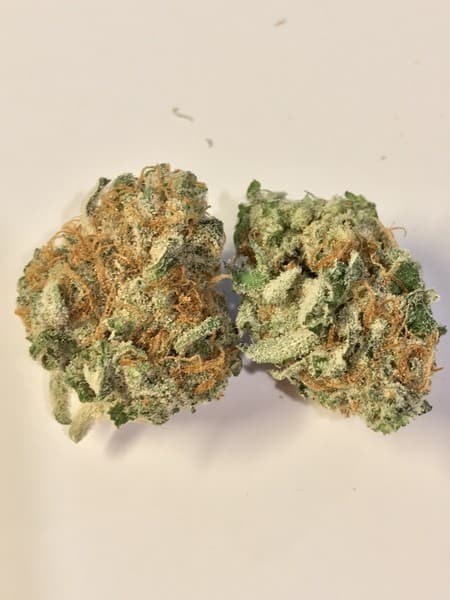 Chernobyl cannabis strain, community photo 9