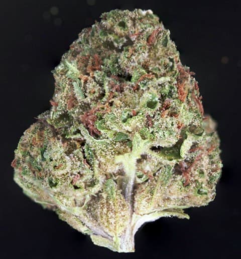 Cherry Chem cannabis strain, community photo 2