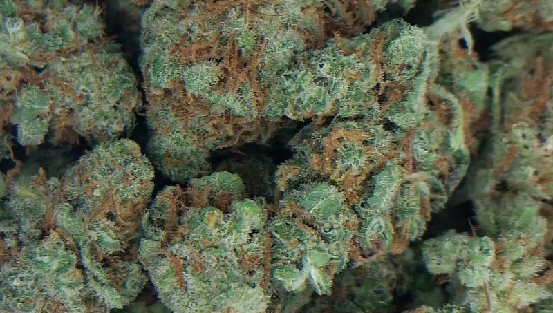 Cherry Kush cannabis strain, community photo 3