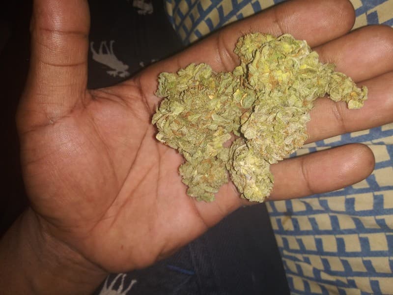 Cherry OG cannabis strain, community photo 4
