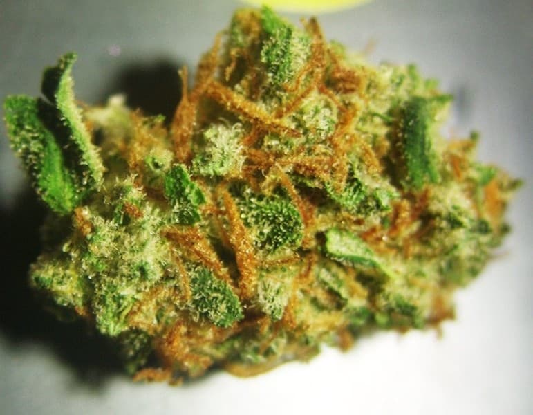 Chronic cannabis strain, community photo 1
