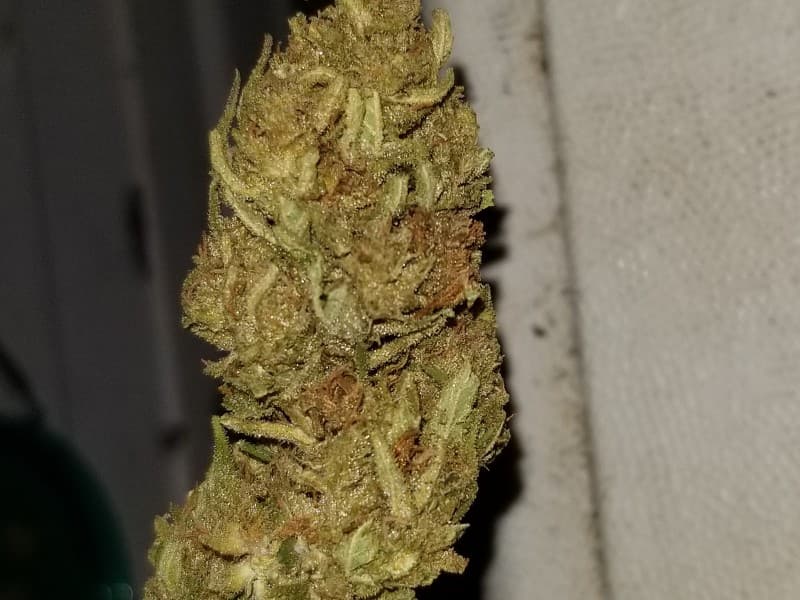 Chronic cannabis strain, community photo 2