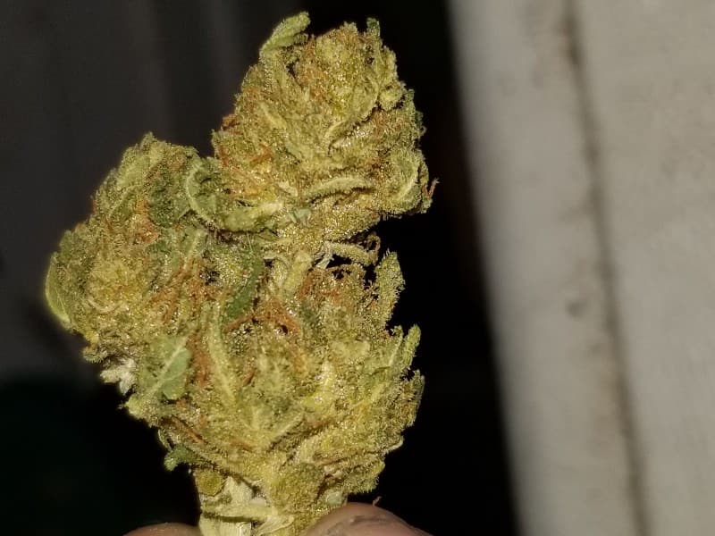 Chronic cannabis strain, community photo 3
