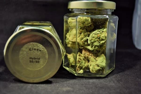 Cinex cannabis strain, community photo 1