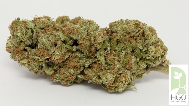 Cinex cannabis strain, community photo 2