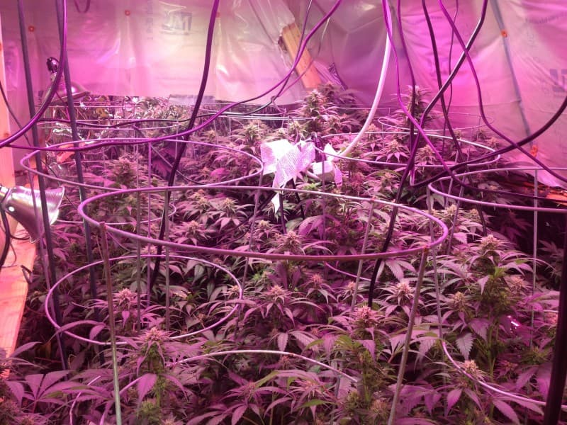 Cinex cannabis strain, community photo 3