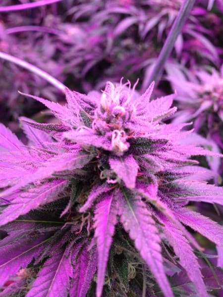 Cinex cannabis strain, community photo 4