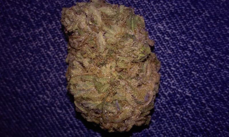 Cinex cannabis strain, community photo 5