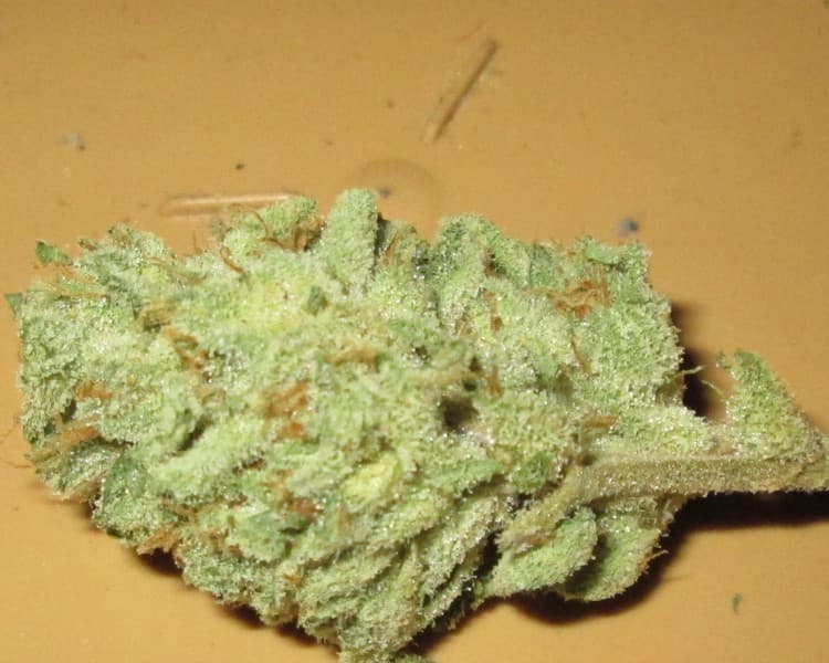 Cinex cannabis strain, community photo 6
