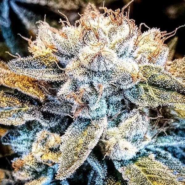 Citral Glue cannabis strain, community photo 2
