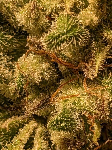 Citral Glue cannabis strain, community photo 4