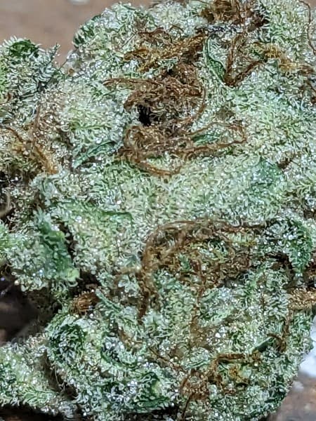 Citral Glue cannabis strain, community photo 5