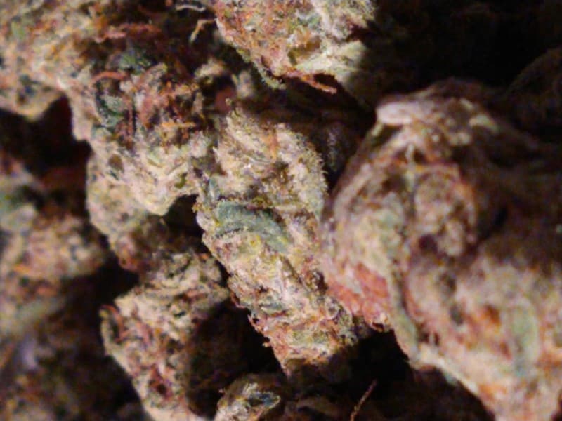 Citrus Kush cannabis strain, community photo 1