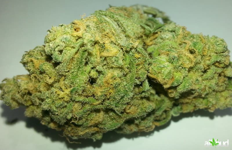 Citrus Kush cannabis strain, community photo 3