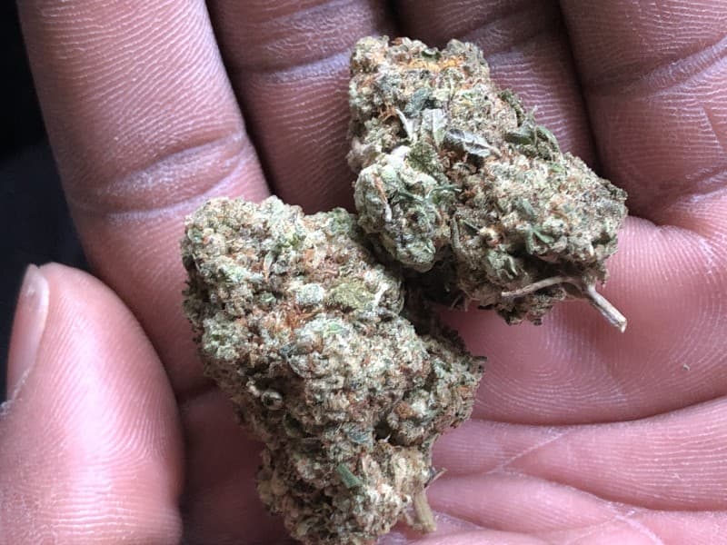 Citrus Kush cannabis strain, community photo 4