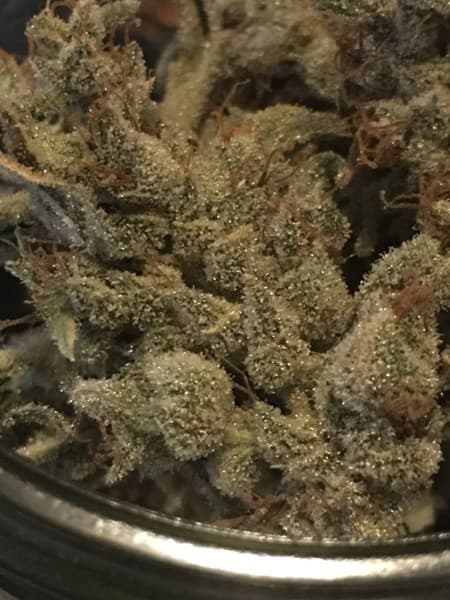 Citrus Sap cannabis strain, community photo 3