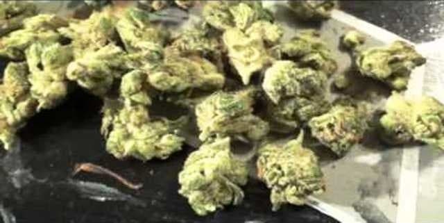 Citrus Sap cannabis strain, community photo 4